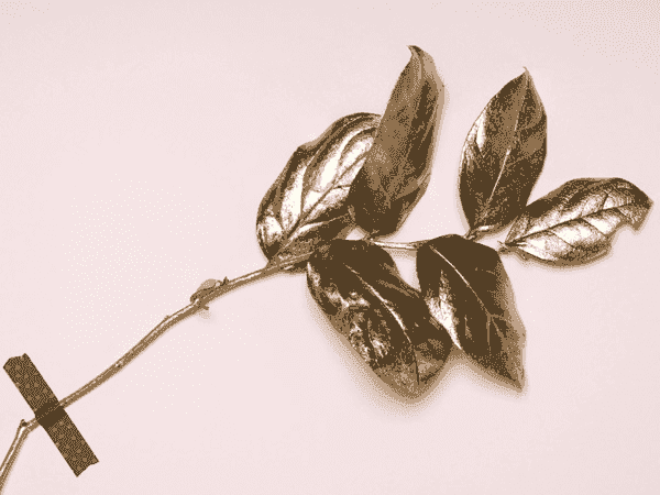 Web漏洞扫描工具